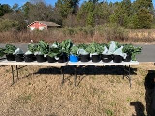 Fresh greens prepared for community distribution